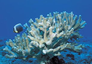 中国珊瑚最多的地方是哪里